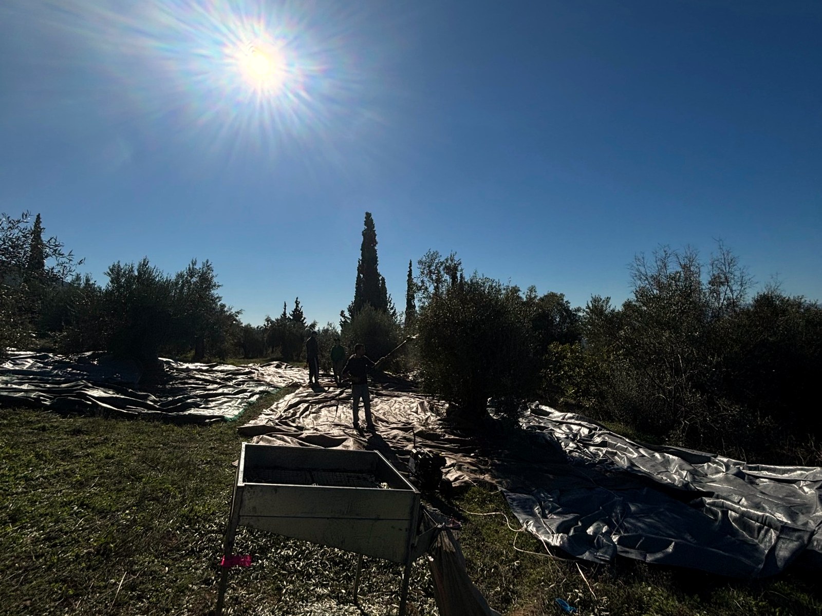 Olive harvest in the grove