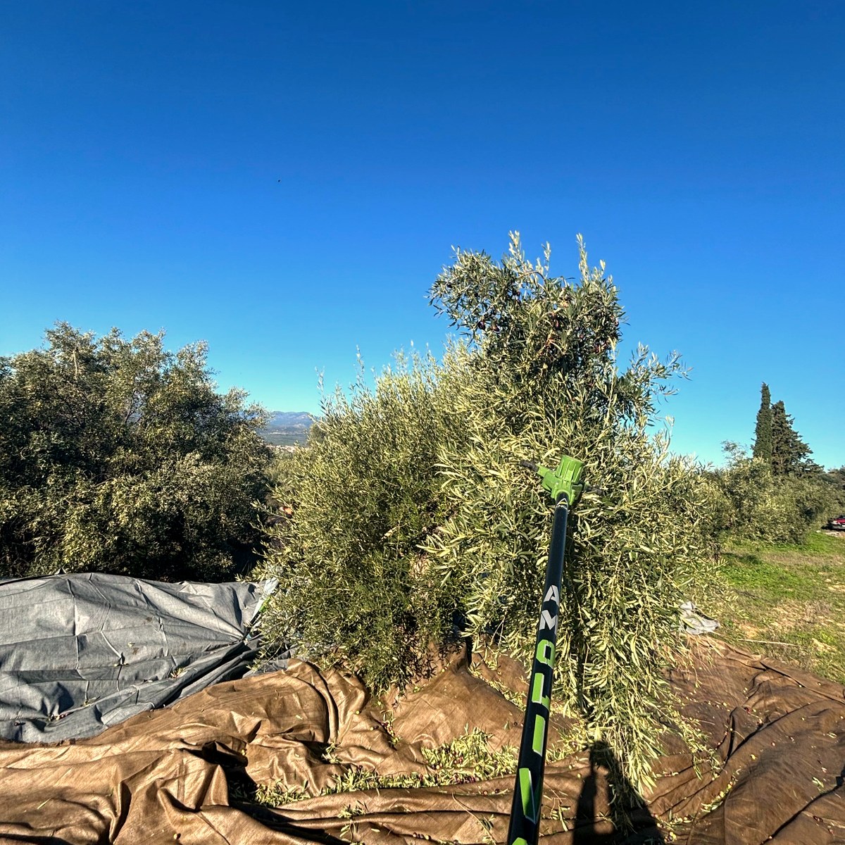 Fresh olives in crate